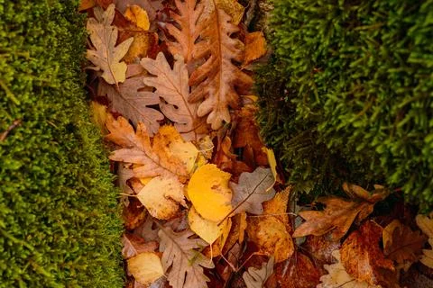 A vertical close-up of fallen leaves lying between two mossy banks, creatin.. Stock Photos