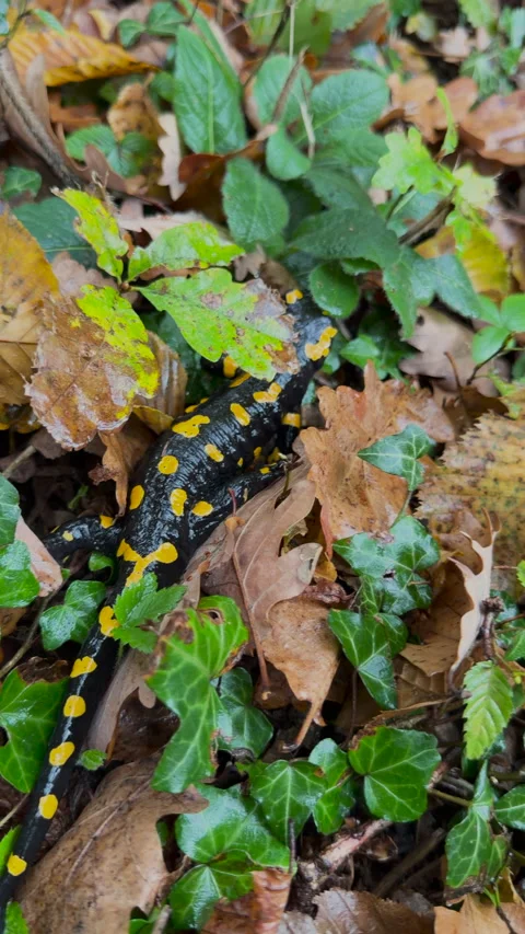 VERTICAL, CLOSE UP: Fire salamander moving among fallen leaves in autumn forest Stock Footage 341175271