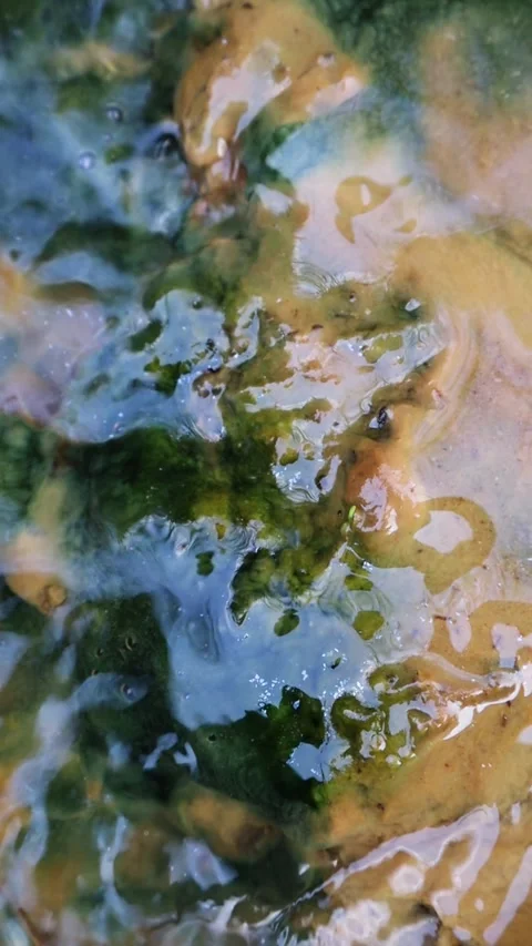 Vertical close up of flowing water over green moss and algae Vídeos de archivo 342688949