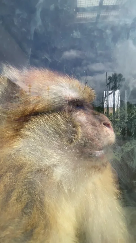 Vertical Close Up of Fluffy Golden Fur in Motion Stock Footage 340775153