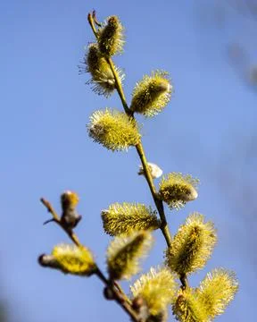 Vertical close-up of fluffy willow buds on branch against blue sky Foto stock