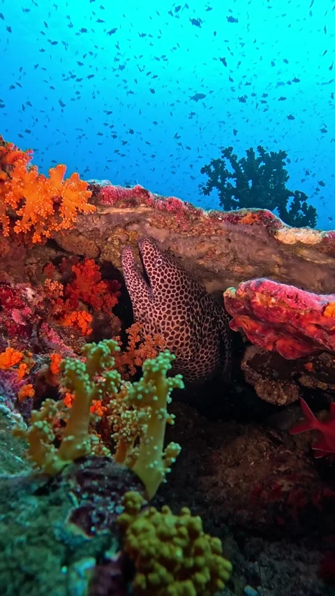 Vertical close-up footage of beautiful leopard moray eel with blue water Video stock 296312444