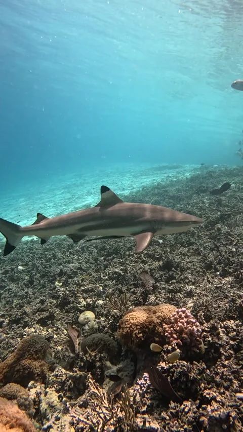 Vertical Close-up footage of black tip shark in Wayag, Raja Ampat Stock Footage 296312362