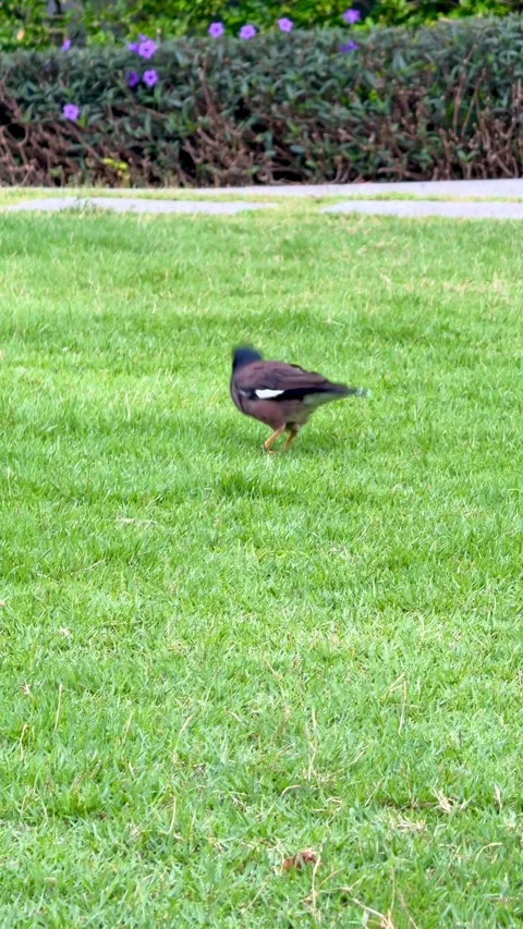 Vertical close-up footage of a common myna walking and foraging on a green lawn Vídeos de archivo 345888585