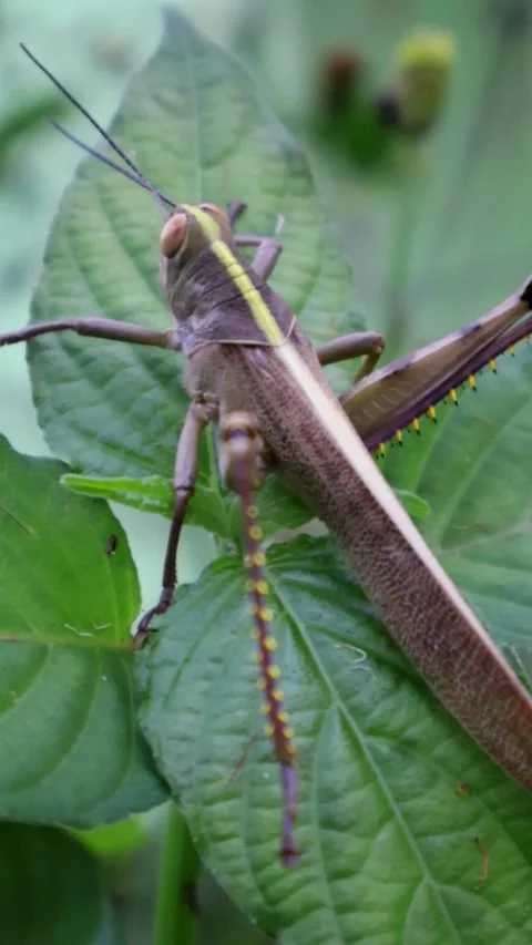 Vertical Close Up Footage of Grasshopper Sitting on Fresh Green Leaves Vídeos de archivo 342303206