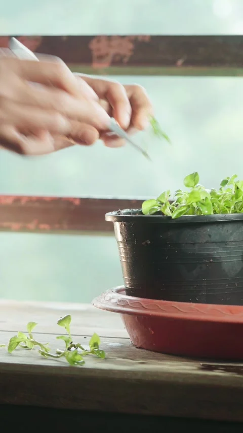 Vertical close-up footage of hands propagating watercress (Nasturtium offic.. Stock Footage 342216424