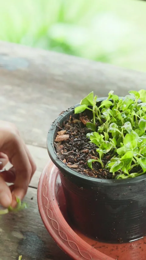 Vertical close-up footage of hands propagating watercress (Nasturtium offic.. Stock Footage 342216580