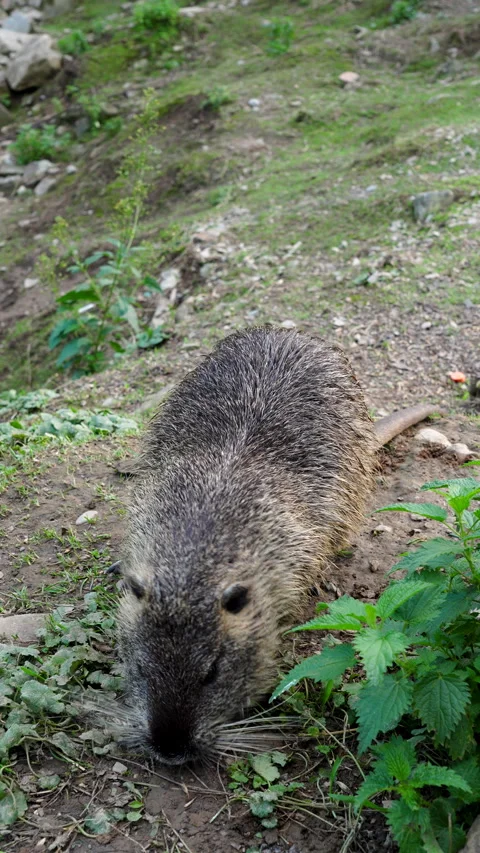 Vertical close-up footage of nutria with long black fur, otter, swamp beaver Stock Footage 285514405