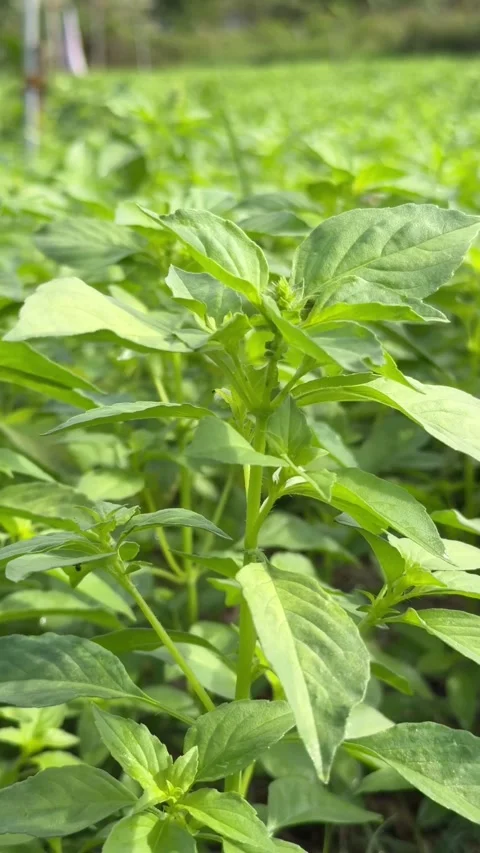 Vertical close up of fresh basil leaves highlights clear texture and visible 库存影片 329828689