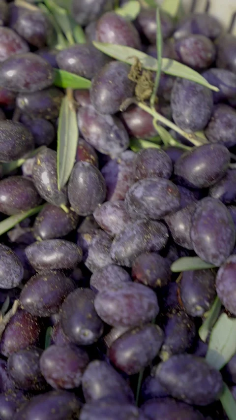 Vertical close-up of fresh black olives with green leaves in slow motion Stock Footage 327095964