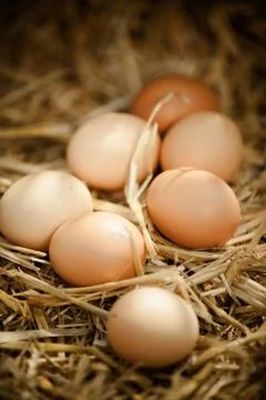 Vertical close-up of fresh brown eggs on straw Stock Photos