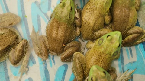 Vertical close-up of frogs inside water pond Stock Footage