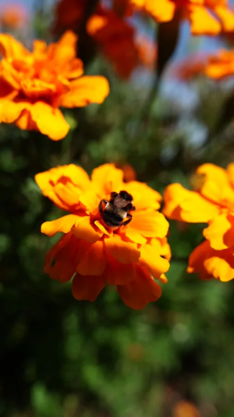 Vertical close up of a fuzzy bumblebee pollinating bright orange marigold Stock-Footage 332454744