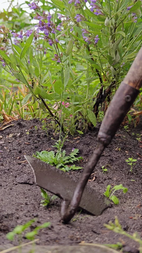 Vertical Close Up of Garden Hoe Weeding Soil Near Corn Plant 9x16 Stock Footage 337061532