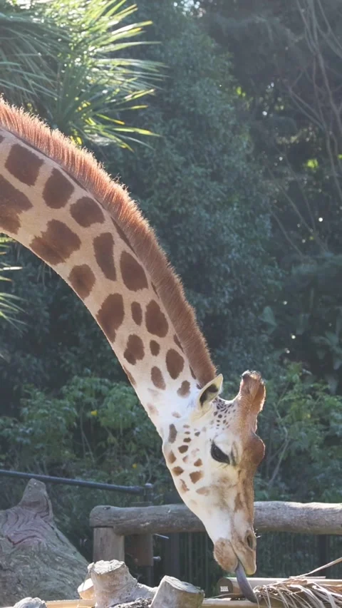Vertical Close Up of Giraffe Head and Neck Feeding Outdoors 库存影片 329544030