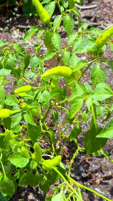 Vertical Close Up of Green Chilli Plant Growing in Sunny Garden Stock Footage 329144152