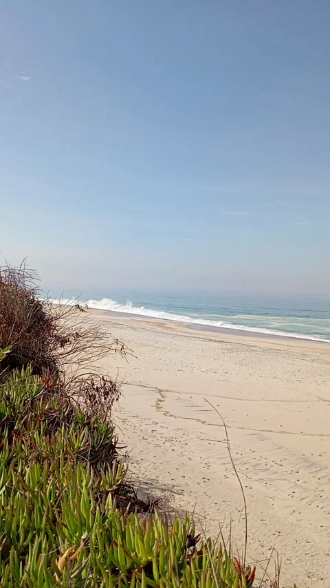 Vertical close up of green coastal plants with a blurred sandy beach and ocean Stock Footage 320184401