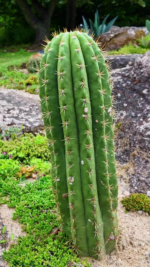 Vertical close-up of green columnar cactus with sharp spines Stock Footage 318065568