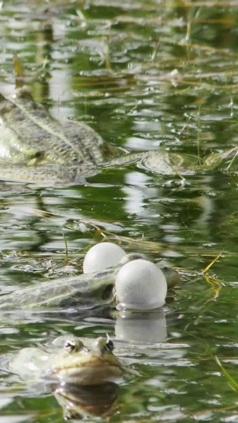 A vertical close-up of a green frog in a pond inflating its vocal sacs durin Stock-Footage 334340029