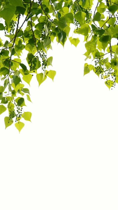 Vertical close-up green tree leaves frame isolated on white, nature background Stock Footage 255758974