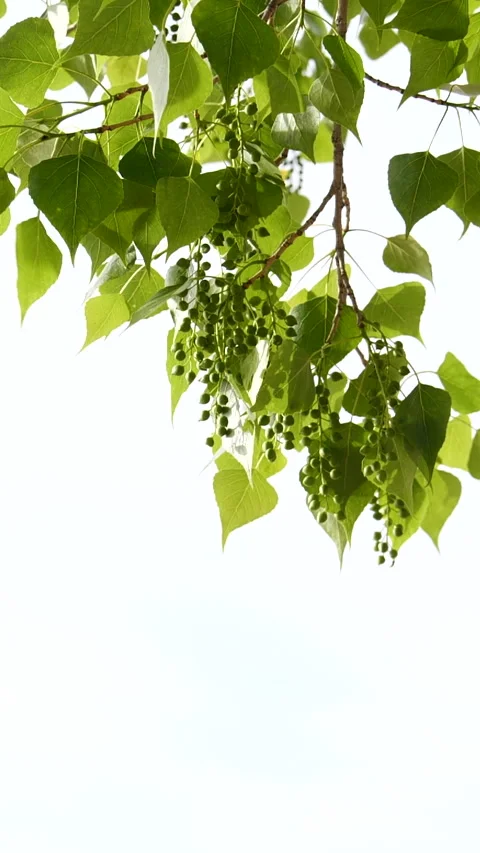 Vertical close-up green tree leaves frame isolated on white, nature background Stock Footage 256195571