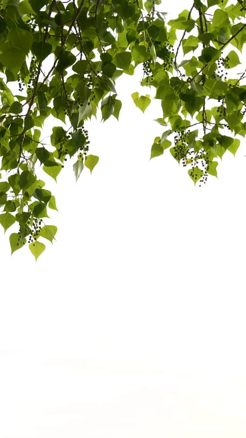 Vertical close-up green tree leaves frame isolated on white, nature background Video stock 256955480