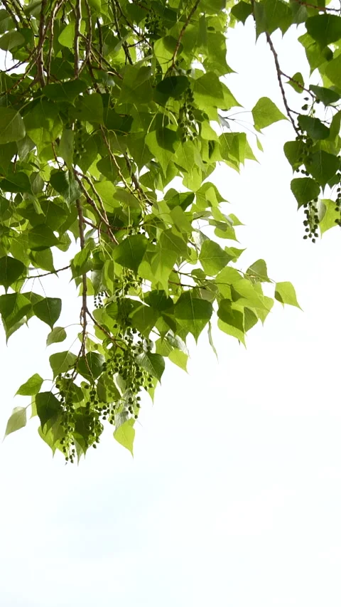 Vertical close-up green tree leaves frame isolated on white, nature background Stock Footage 257746048