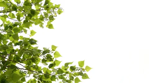 Vertical close-up green tree leaves frame isolated on white, nature background Stock Footage 258539863