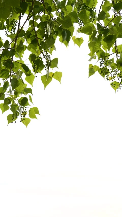 Vertical close-up green tree leaves frame isolated on white, nature background Stock Footage 262129803