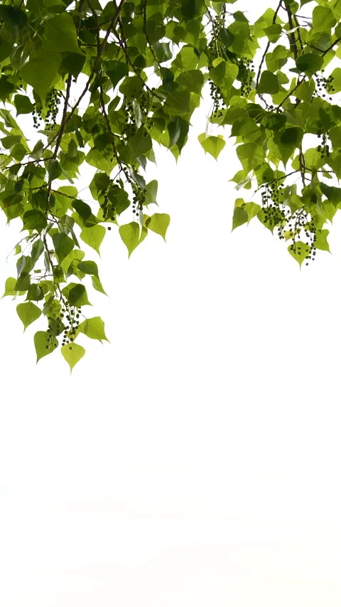 Vertical close-up green tree leaves frame isolated on white, nature background Stock Footage 263525489