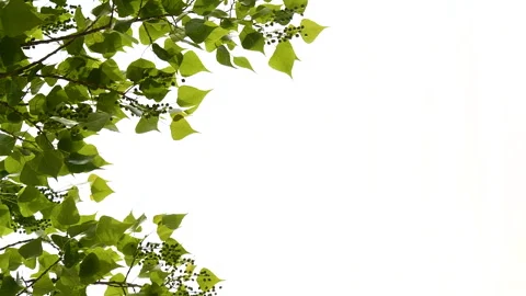 Vertical close-up green tree leaves frame isolated on white, nature background 動画素材 264084314