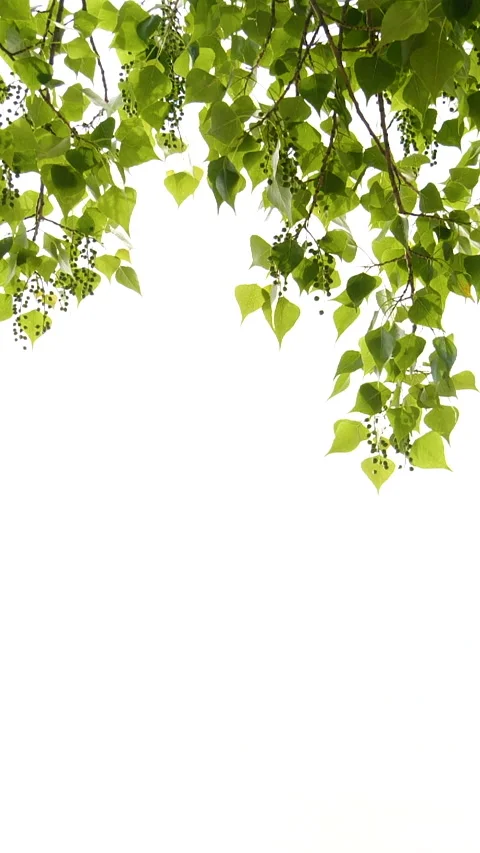 Vertical close-up green tree leaves frame isolated on white, nature background Stock Footage 265642347