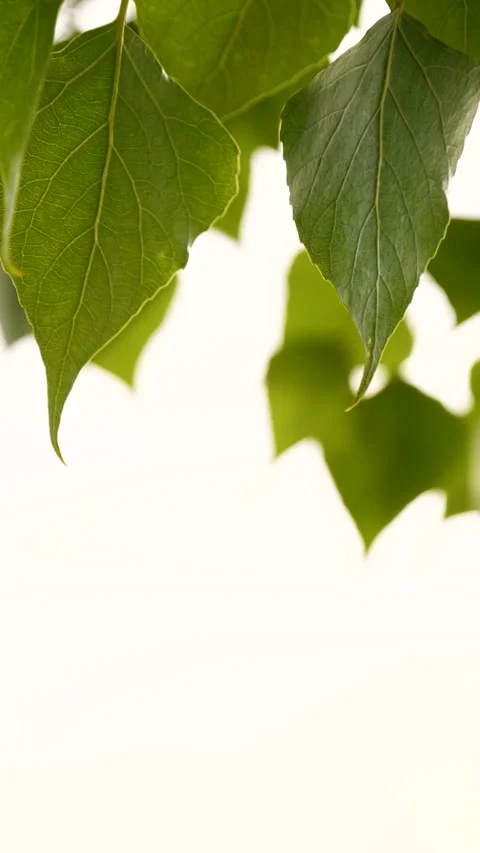 Vertical close-up green tree leaves frame isolated on white, nature background Stock Footage 275010150