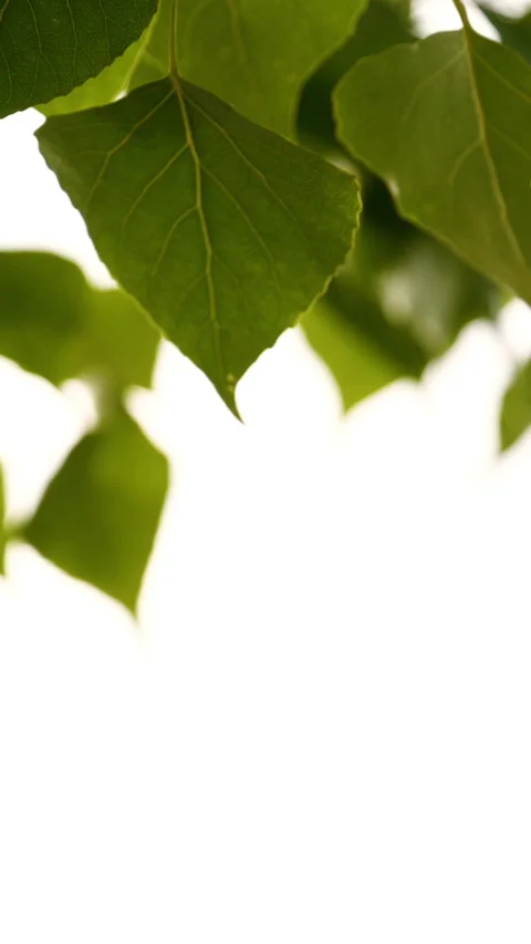 Vertical close-up green tree leaves frame isolated on white, nature background Stock Footage 275804260