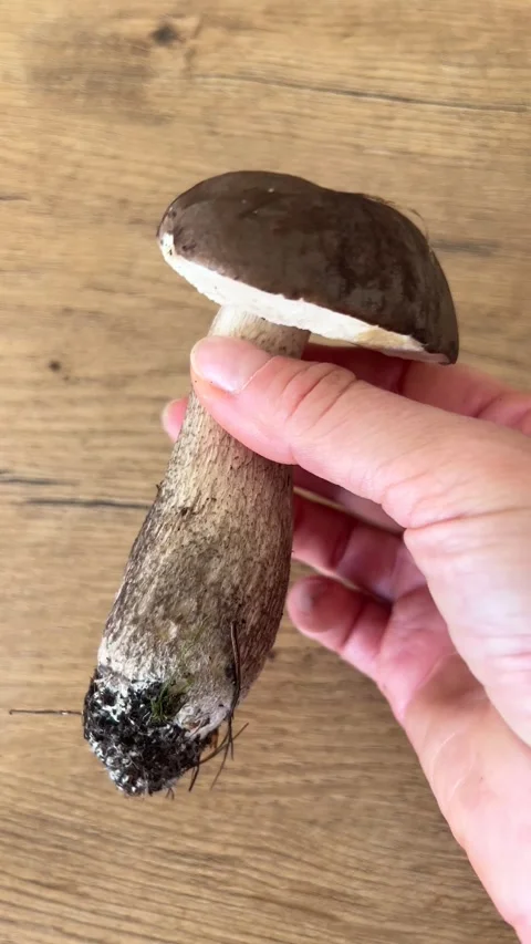 Vertical close up of hand placing fresh wild birch bolete mushroom on table Vídeo Stock 346550107