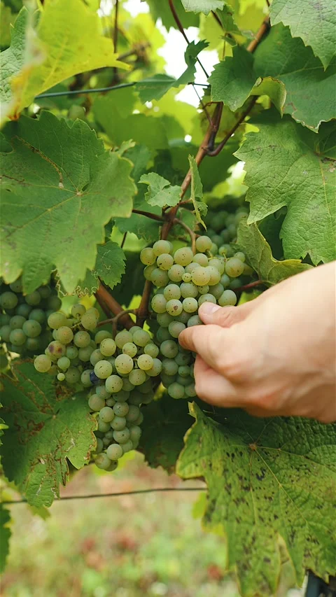 Vertical close-up of a hand reaching in to pick a single green grape from a Stock Footage 345852525