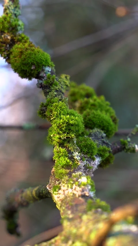 Vertical Close Up Handheld Shot of Green Moss on Tree Branch Stock Footage 323875167