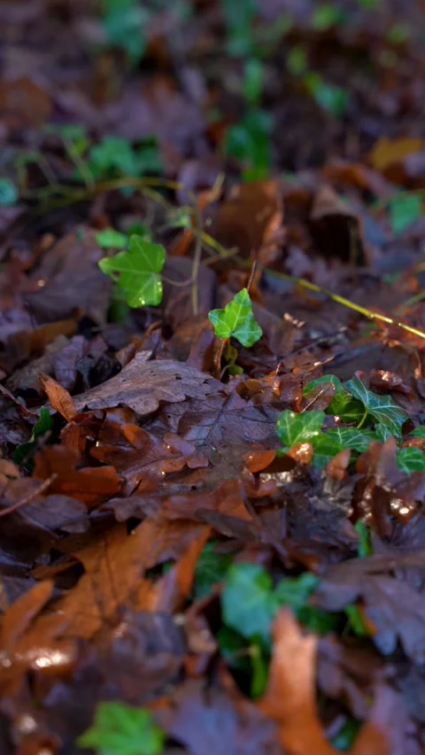 Vertical Close Up Handheld of Wet Brown Oak Leaves and Green Ivy on Ground 스톡 동영상 323875407