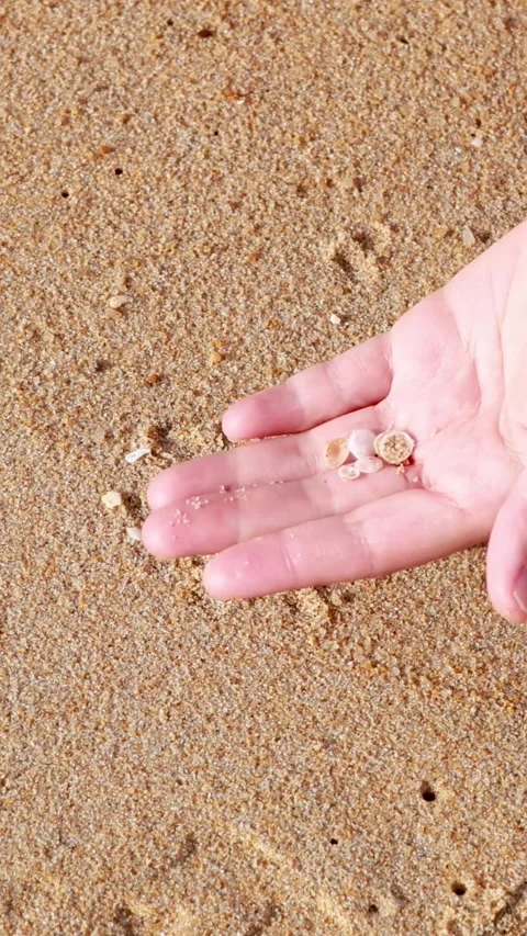 Vertical Close Up of Hands Gathering Small Shells on Sunlit Sand Stock Footage 326746568