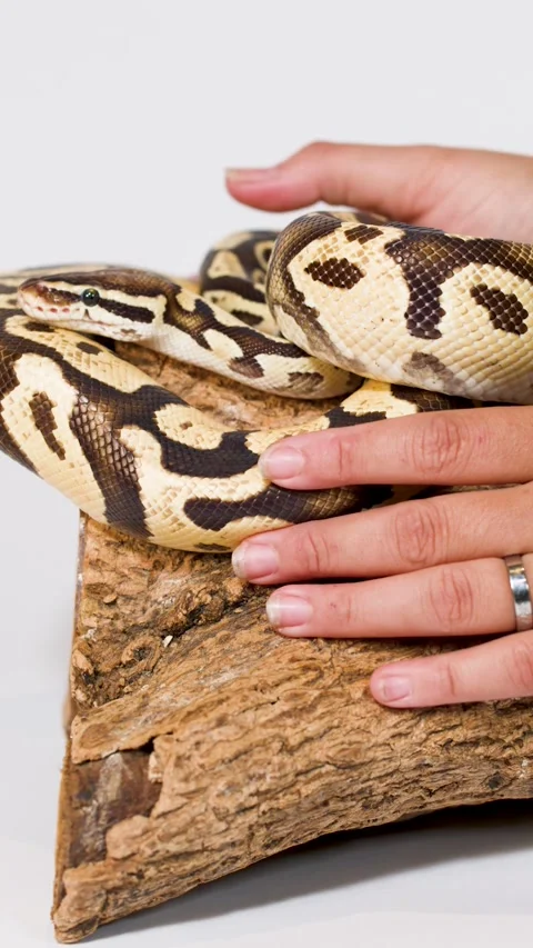Vertical Close Up of Hands Gently Stroking a Ball Python Video stock 327432419