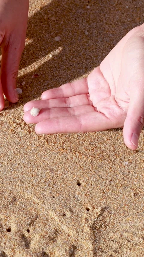 Vertical Close Up of Hands Picking Up Tiny Shells on Sand Stock Footage 326718048