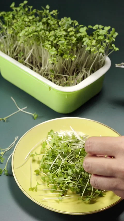 Vertical close up of harvesting fresh broccoli microgreens with scissors an.. Stock Footage 345206823