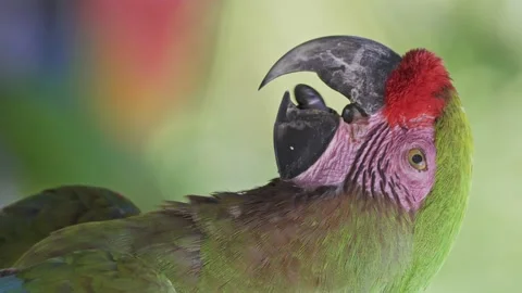 Vertical close up headshot of a cute red-fronted macaw moving its tongue. Stock Footage 154387770