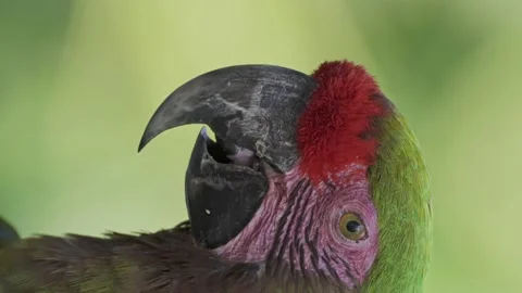 Vertical close up headshot of a Red-fronted macaw on a clean green Stock Footage 154459776