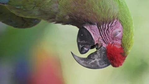 Vertical close up headshot of a Red-fronted macaw against a blurred Stock Footage 154567233
