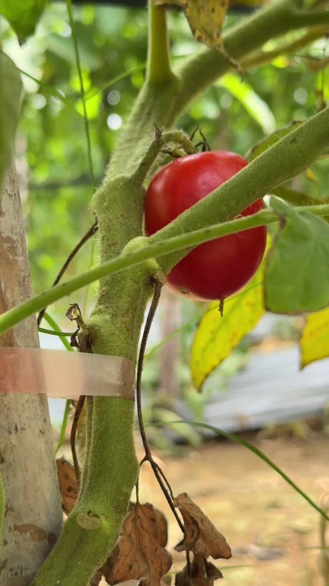 Vertical close up of a healthy red tomato attached to the plant emphasizes Stock Footage 331581129