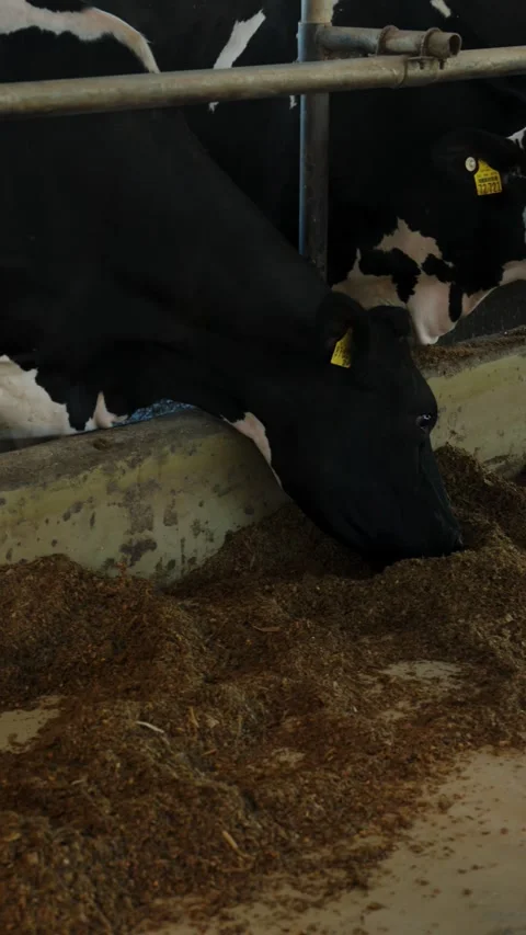 Vertical close up of Holstein dairy cow eating silage feed inside barn Stock Footage 338157607