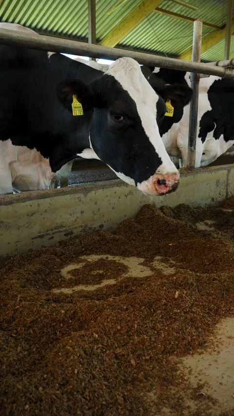 Vertical close up of Holstein dairy cows inside a barn in Bavaria Stock Footage 338160161