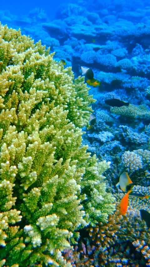 Vertical Close up of Huge Healthy Green Acropora Coral in blue transparent sea Stock-Footage 336233474