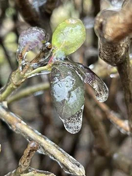 Vertical close up of ice glaze on a small green plant leaf Stock Photos
